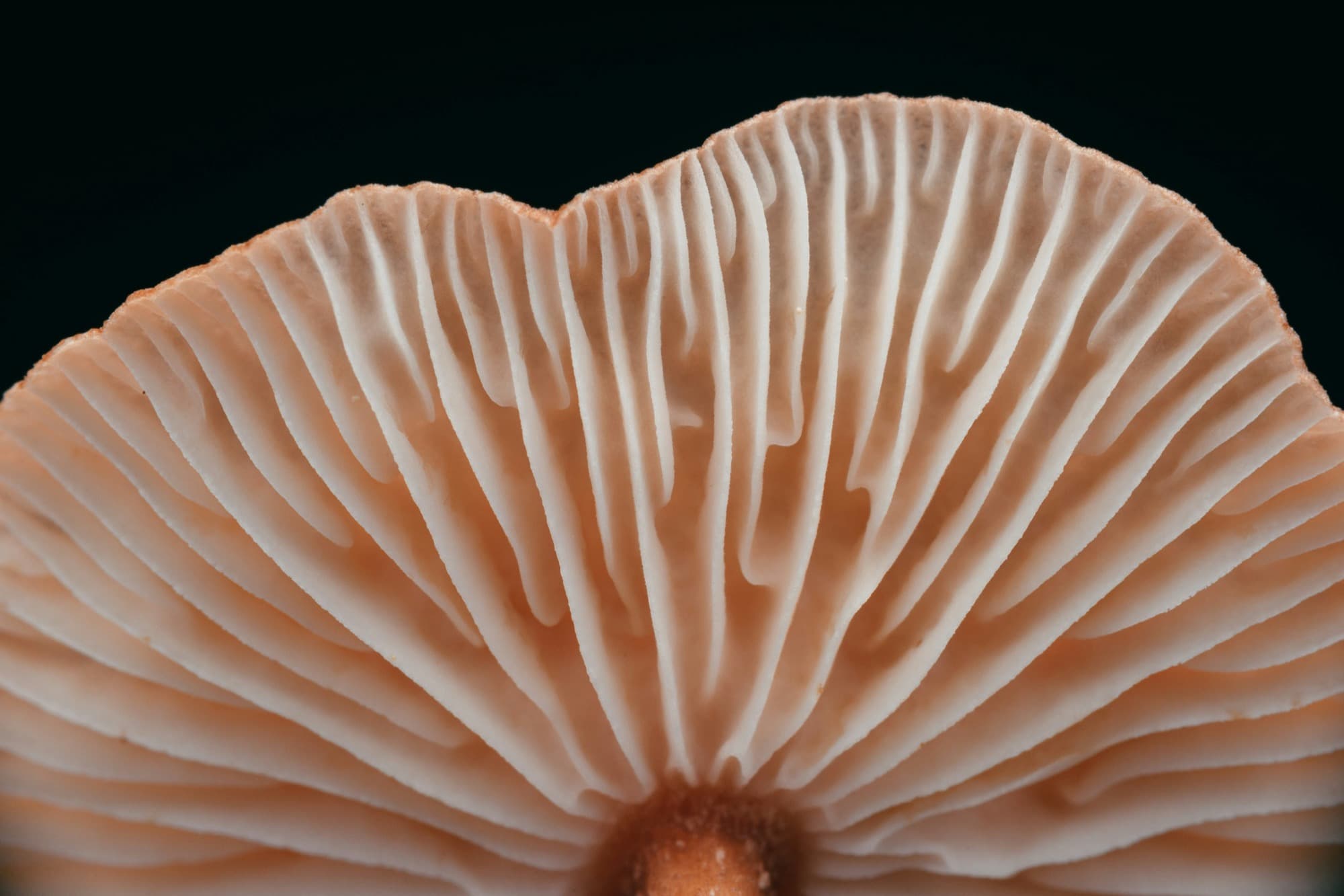 Close-up of mushroom gills