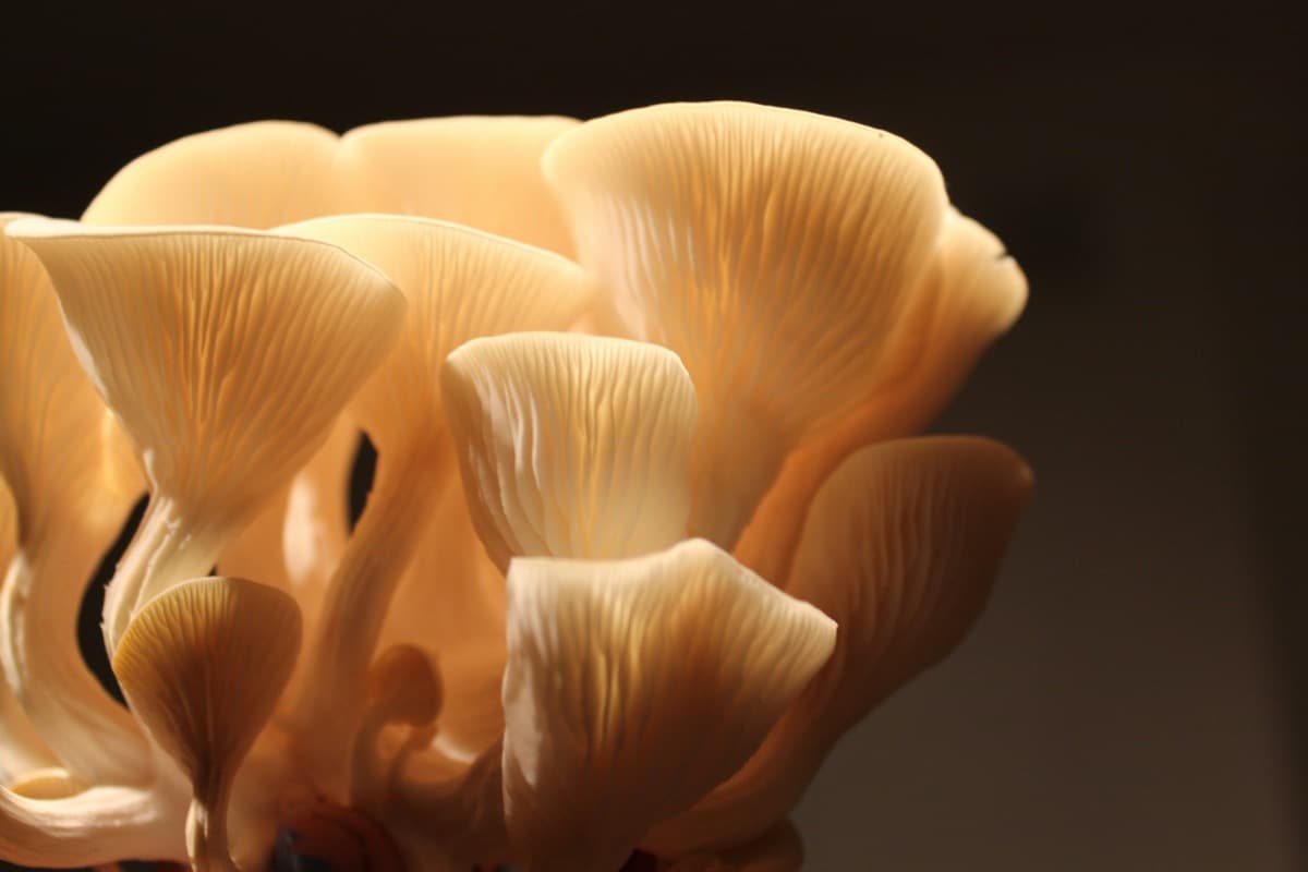 Golden mushrooms close up