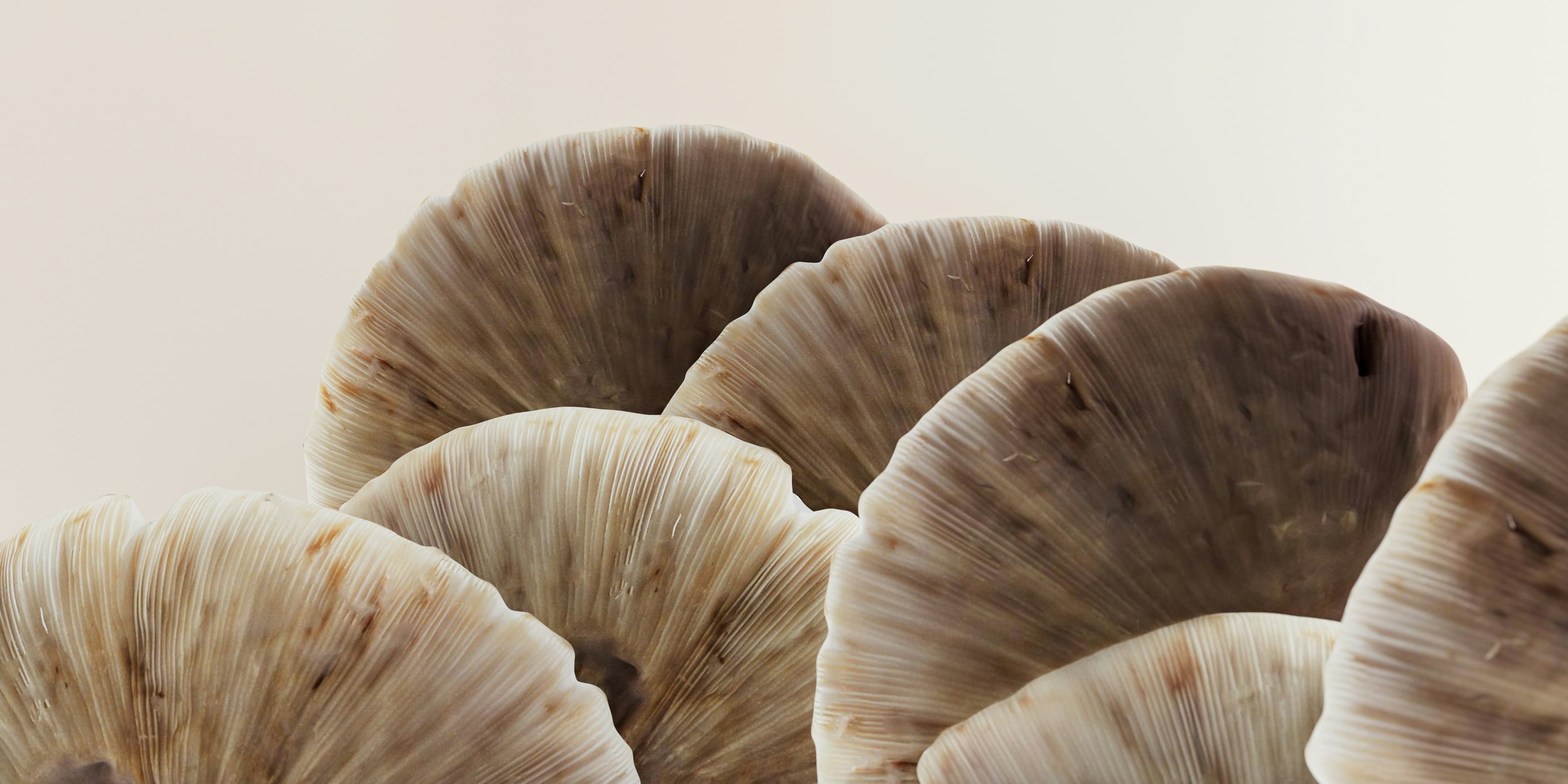 Inside the Shroom Bhoomi mushroom farm